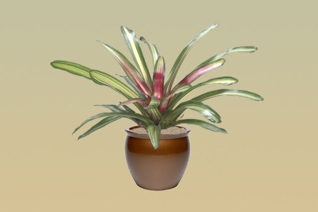 M02 – Bromeliad Neoregelia