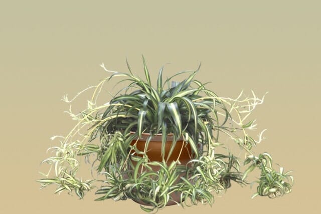 M03 – Spider Plant