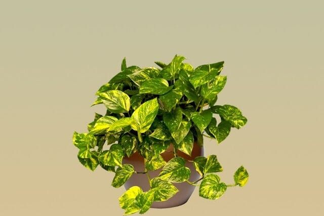 M08 – Pothos Golden