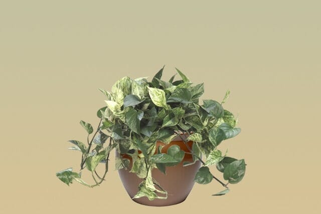 M09 – Pothos Marble Queen