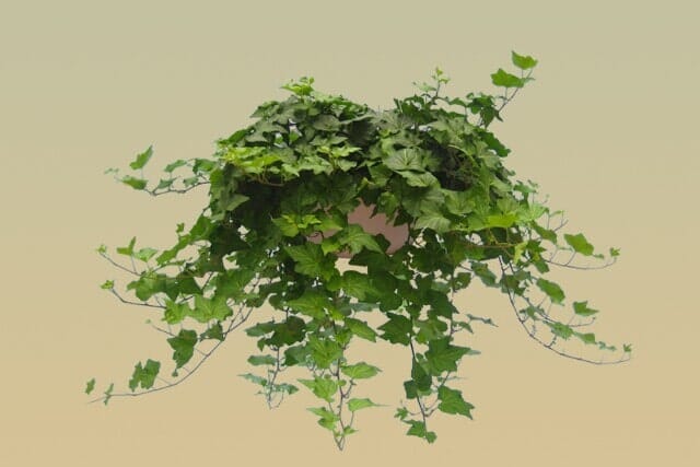 M13 – English Ivy