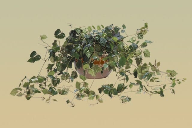 M14 – Algerian Ivy