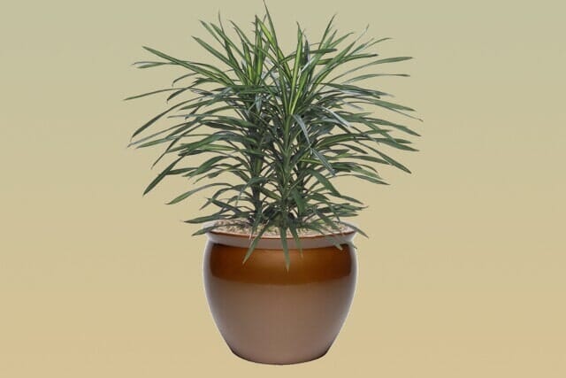 M15 – Draecena Rikki