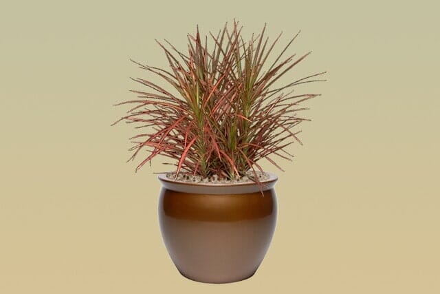 M16 – Tri color Marg Bush