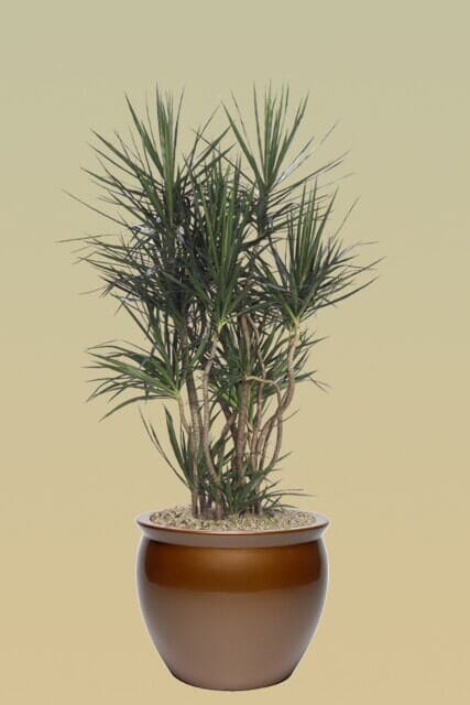 M18 – Dragon Tree