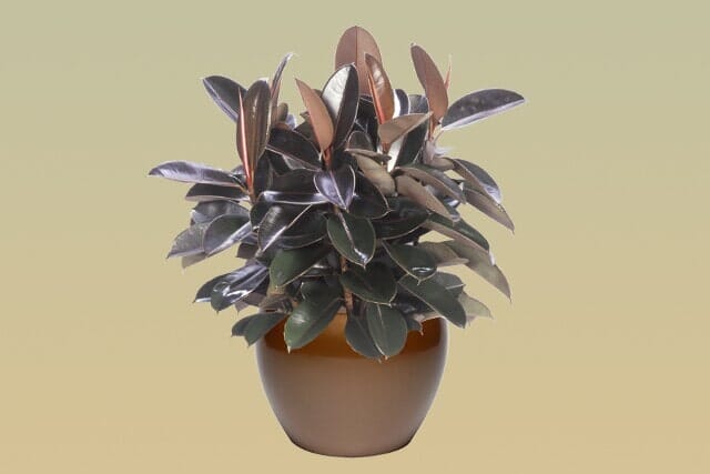 H02 – Rubber Plant