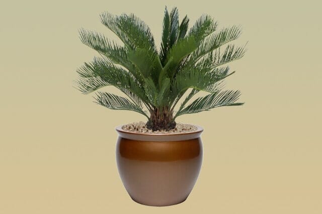 H08 – Date Palm
