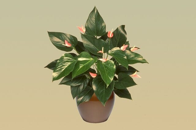 H09 – Anthurium
