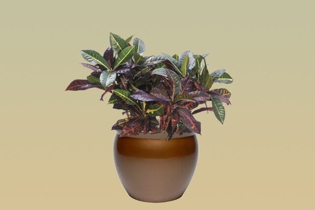 H11 – Croton