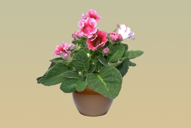 H12 – Gloxinia