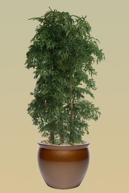 H14 – Balfour Aralia