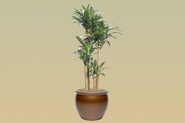 L07 – Corn Plant