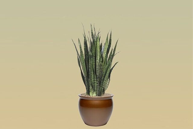 L11 – Sanseveria