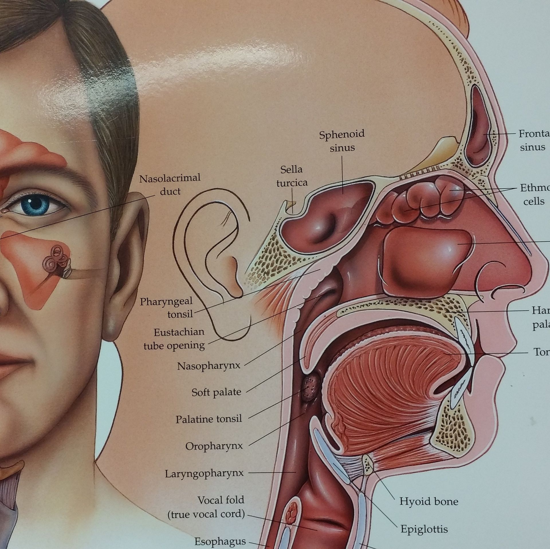 Labeled diagram depicting the sinus system