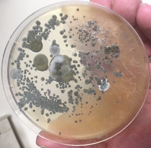 Sick Building Syndrome, Little Rock Arkansas