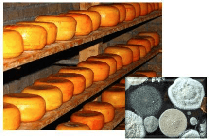 Food Quality Control & Investigation in Little Rock, AR