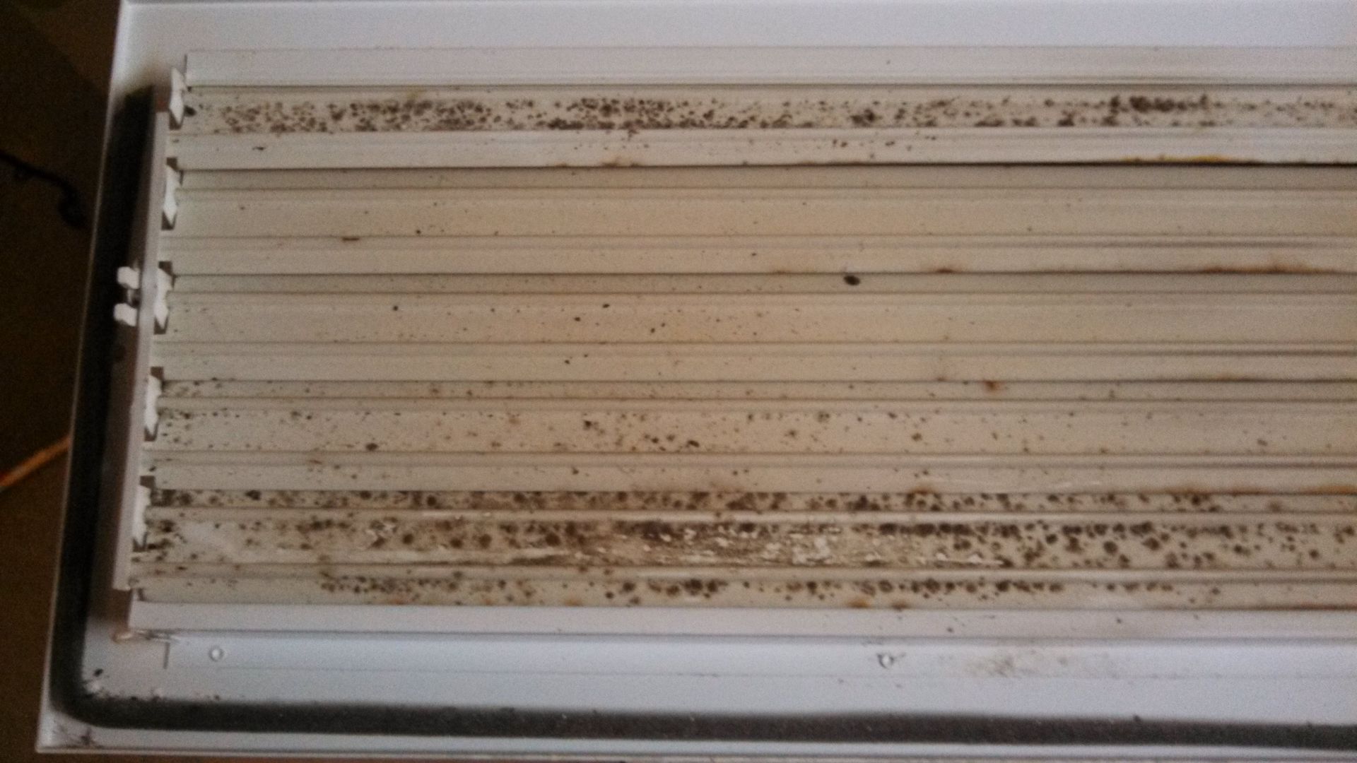 mold problem, Little Rock Arkansas