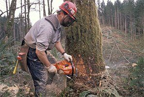 a person cutting tree using machine woodpecker tree services a person cutting tree using machine