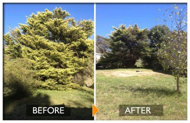 woodpecker tree services big tree before tree felling and more spaces after tree felling