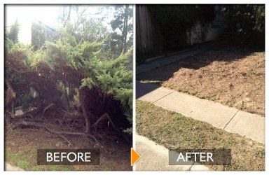 woodpecker tree services tree felling before and after