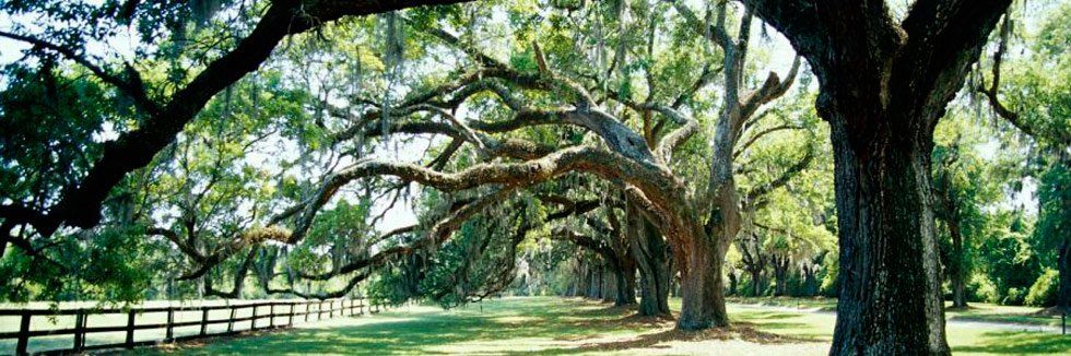 woodpecker trees woodpecker tree services woodpecker trees