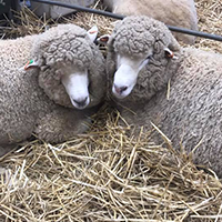 lambs