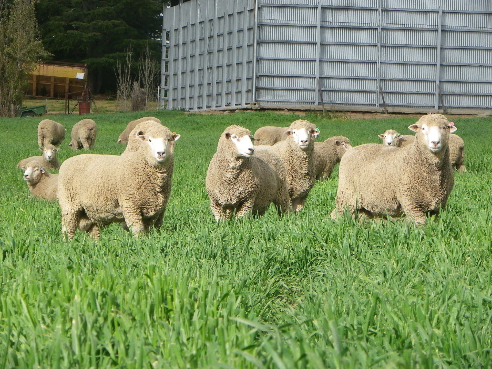lamb-pet