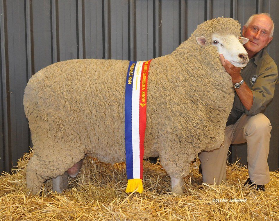 roseville-lambs