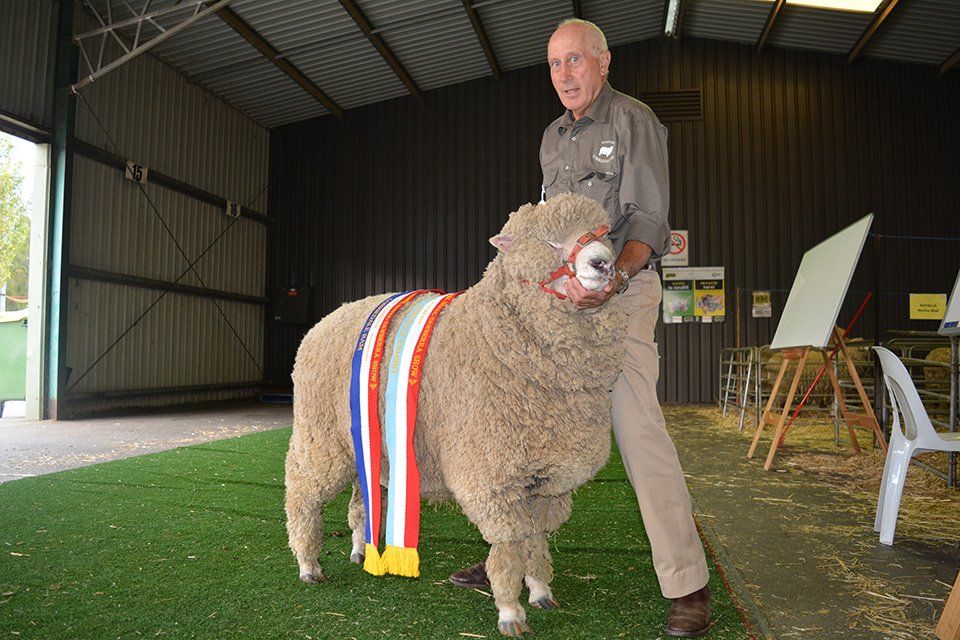roseville-lambs