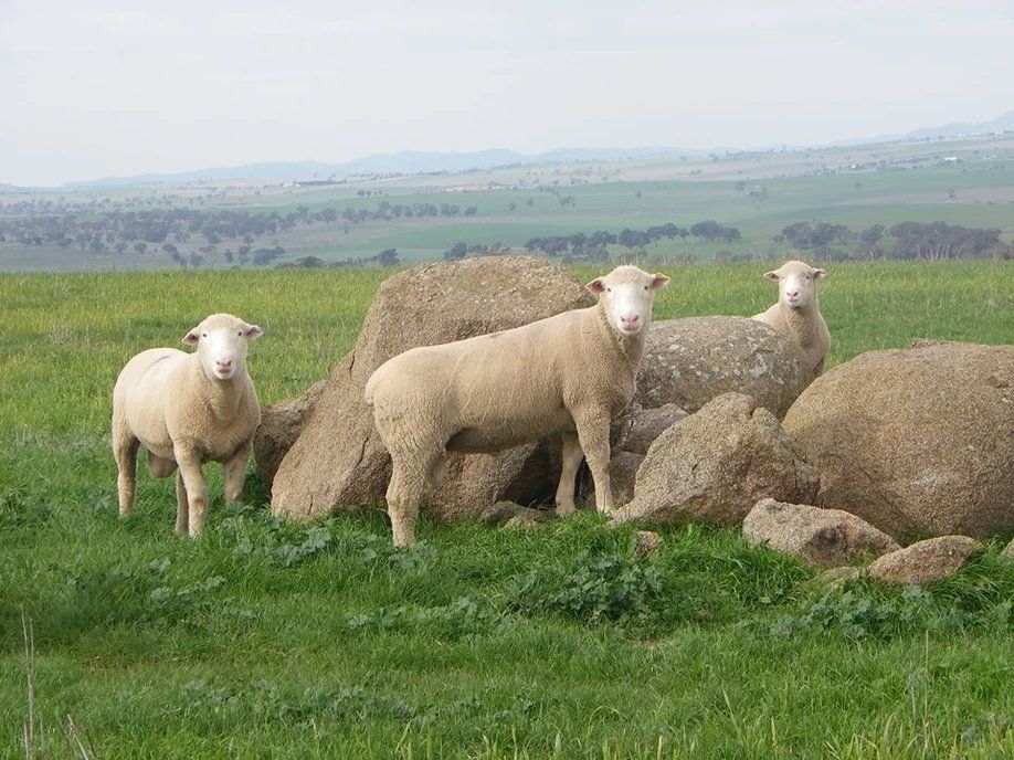 lambs