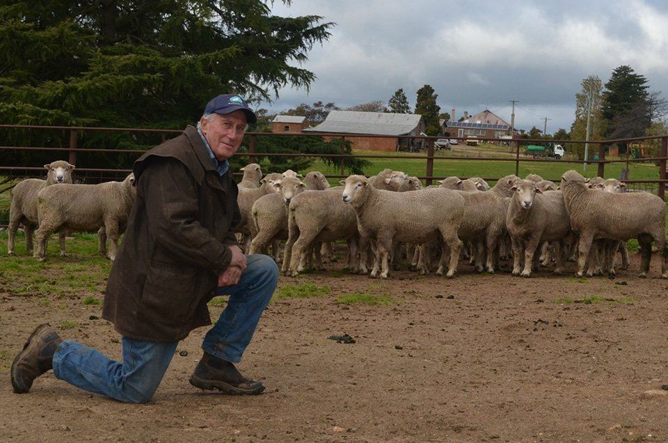 roseville-lambs