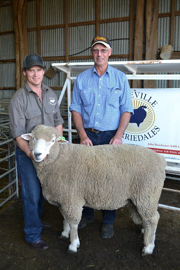 roseville-lambs