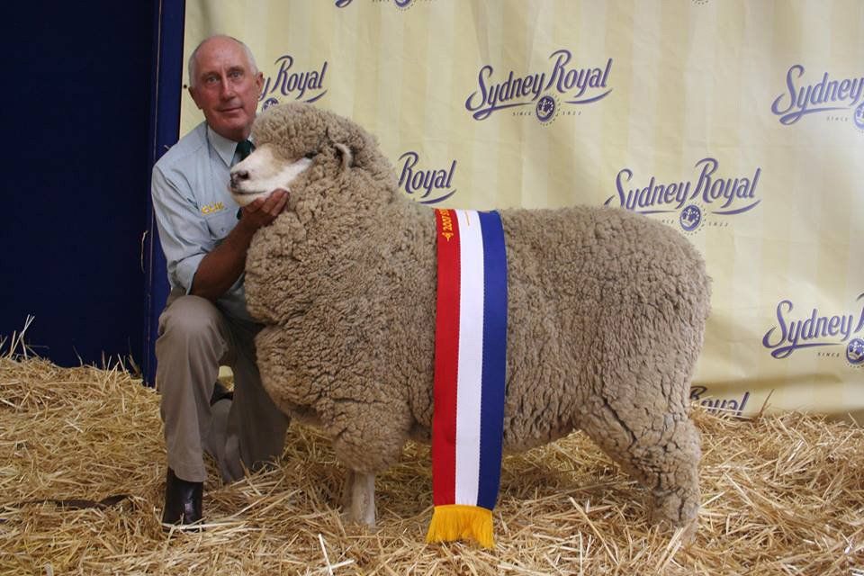 roseville-lambs