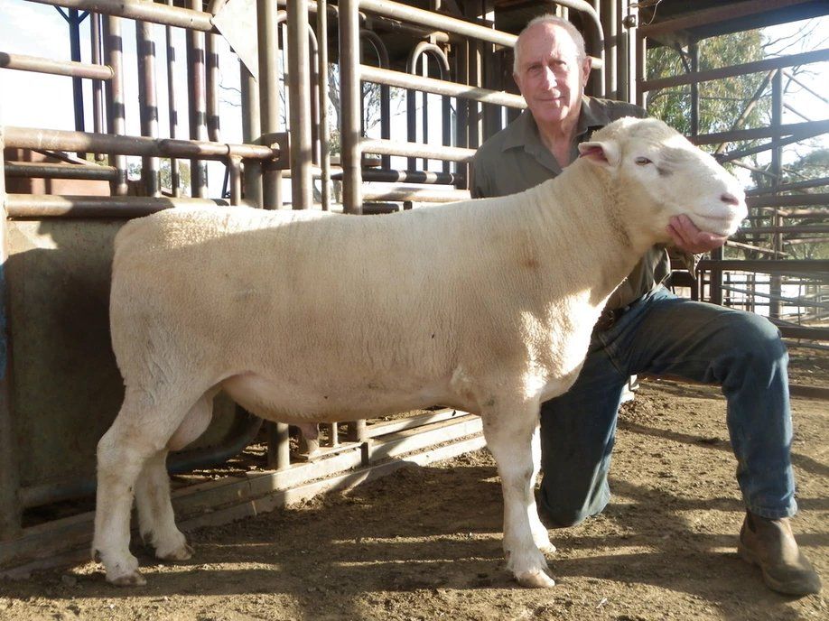 lambs