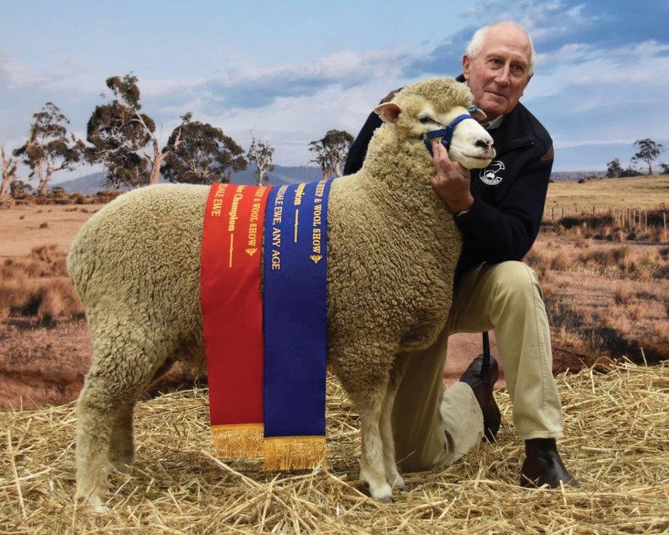 roseville-lambs