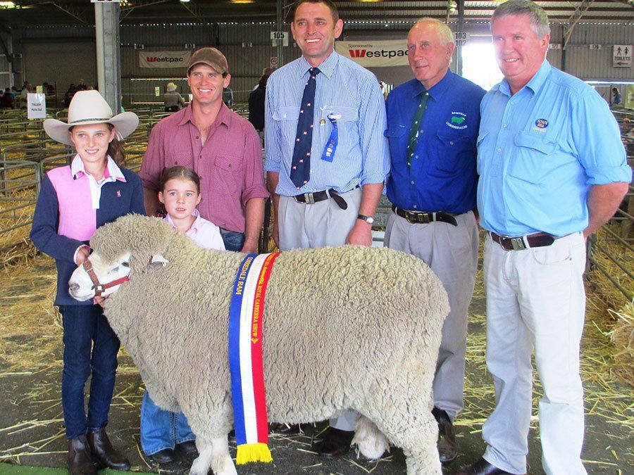 roseville-lambs