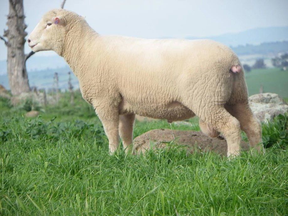 lambs