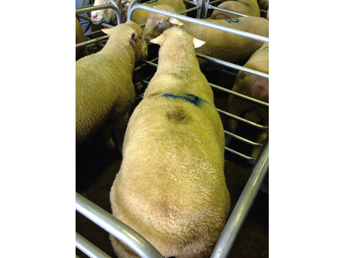 lambs