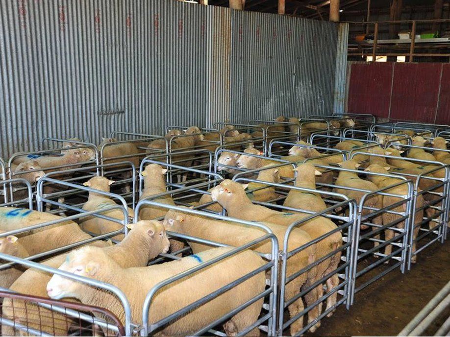 lambs