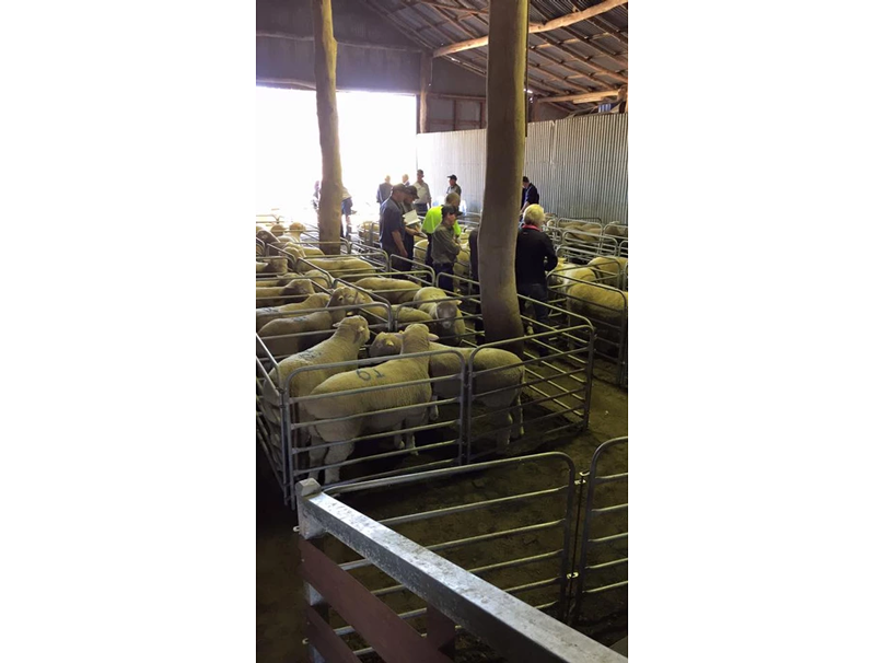 lambs