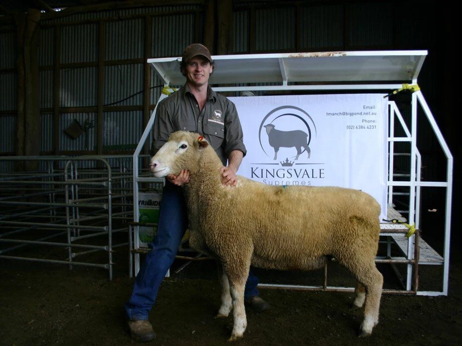 lamb