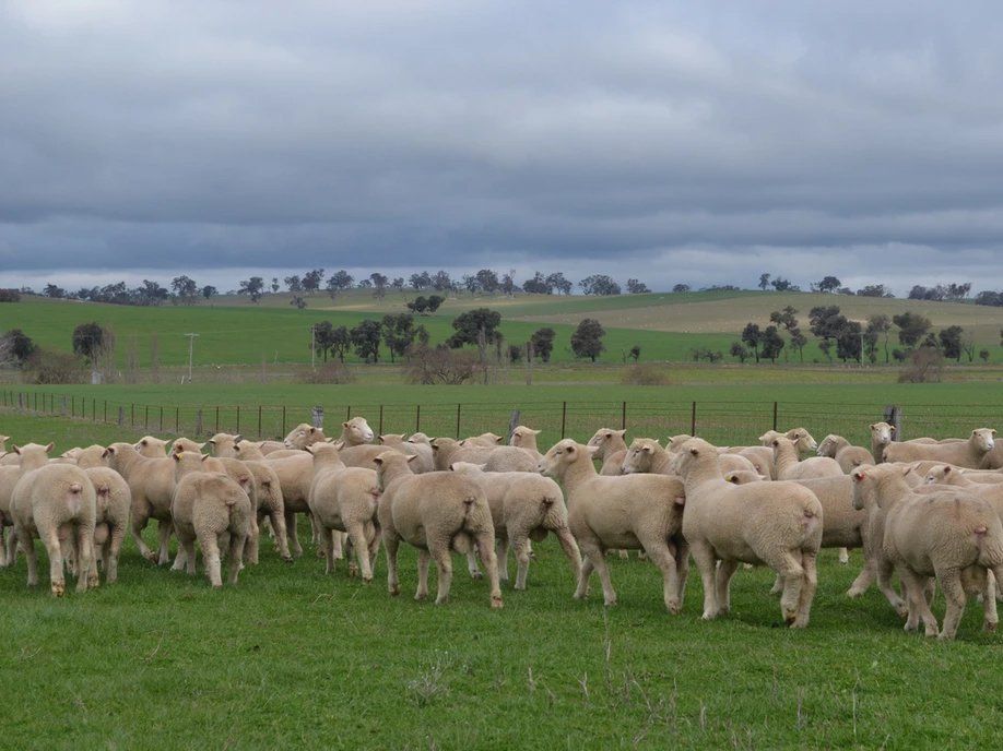 sheep