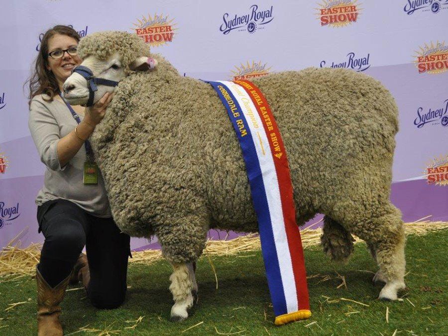 roseville-lambs