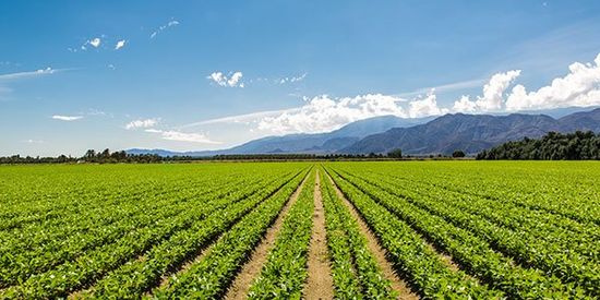 Un campo agricolo e vista del cielo azzuro 