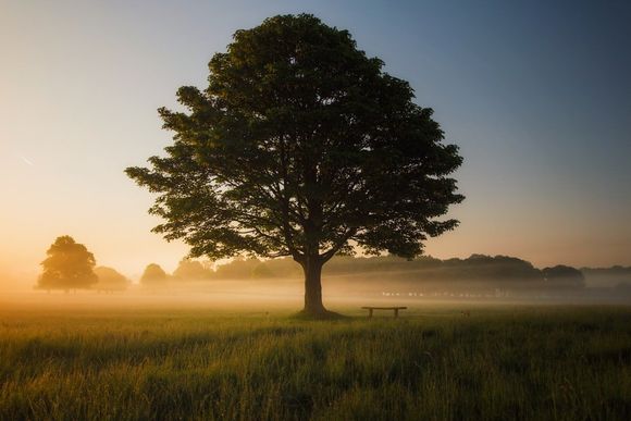 Albero in un campo