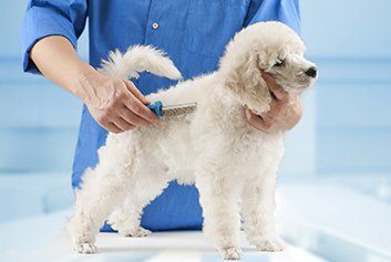 Clean Dog - Animal Healtcare in Friffith IN Clean Dog - Animal Healtcare in Friffith IN