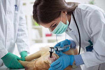 Cleaning Dog Ear - Animal Healtcare in Friffith IN Cleaning Dog Ear - Animal Healtcare in Friffith IN
