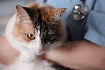 White Cat - Animal Healtcare in Friffith IN White Cat - Animal Healtcare in Friffith IN