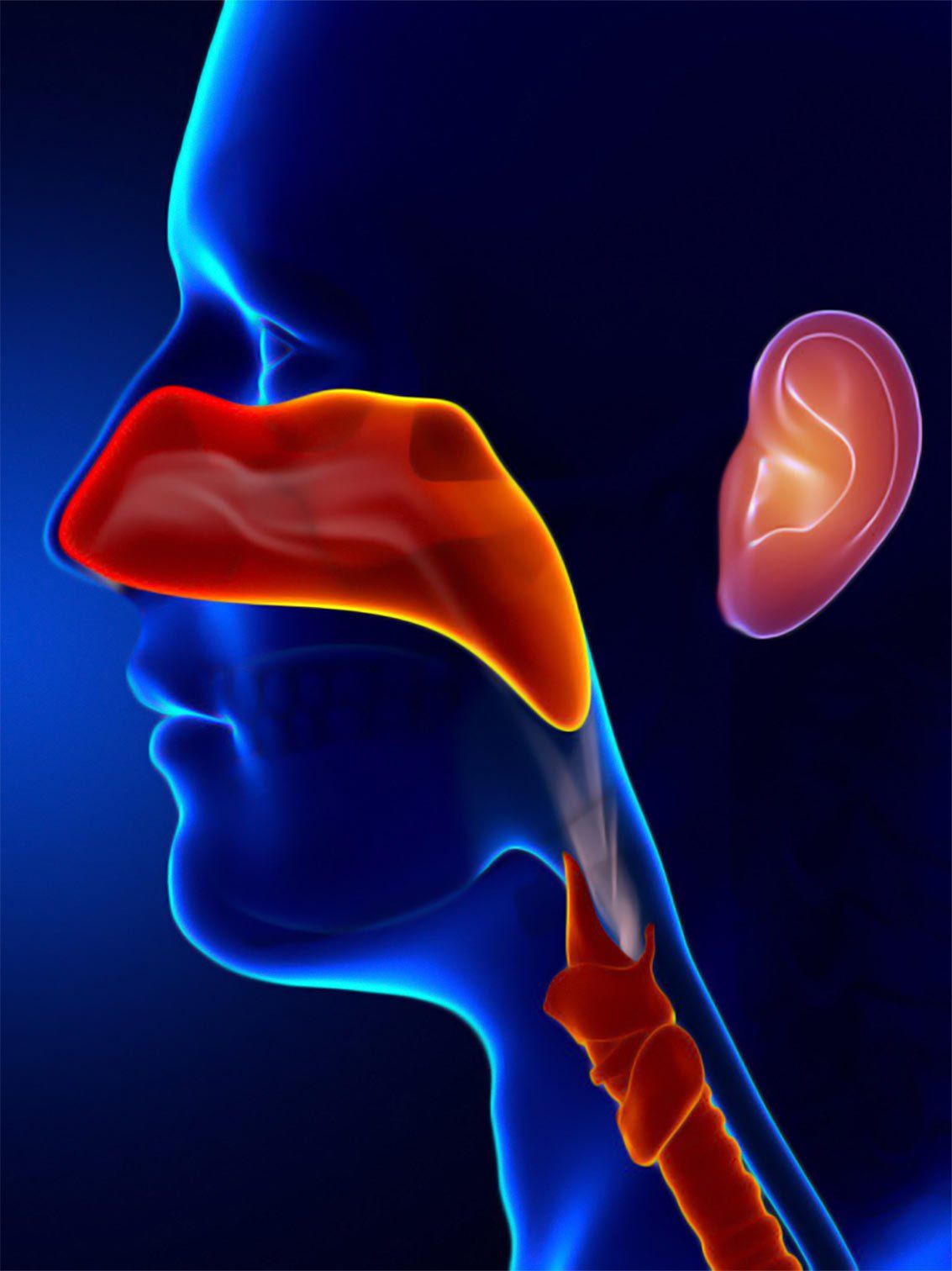 ENT Diagram — Flagstaff, AZ — Northern Arizona Ear, Nose And Throat