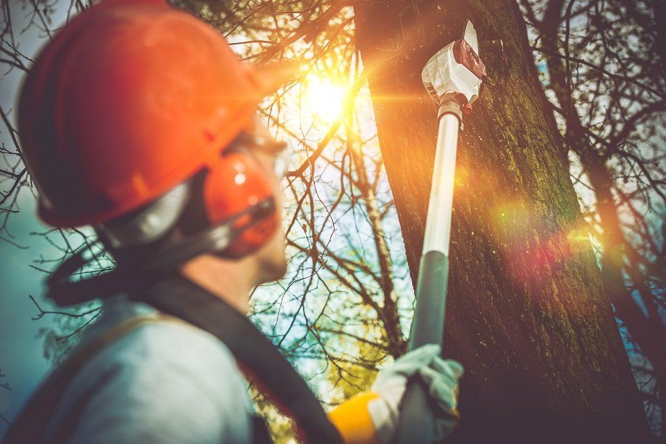 Tecnico durante la potatura di un albero